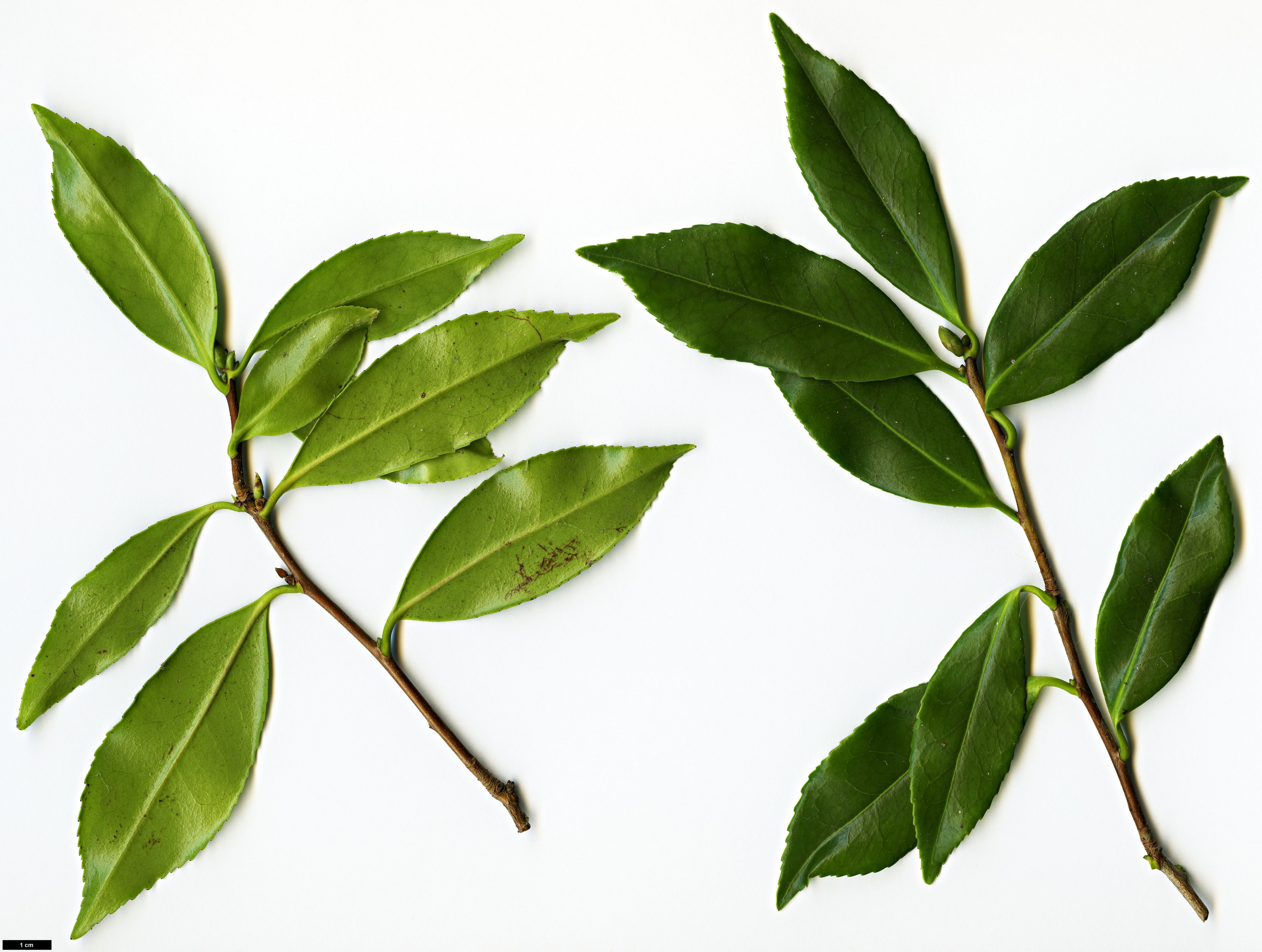 High resolution image: Family: Theaceae - Genus: Camellia - Taxon: ×vernalis (C.japonica × C.sasanqua)